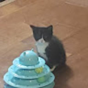 Meet your Posher, Ashley